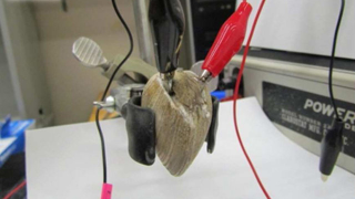 Vampiric Implants Siphon Clam Essence for Electrical Power